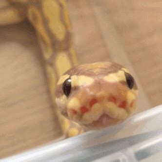 snake gif funny|cute snake gif.